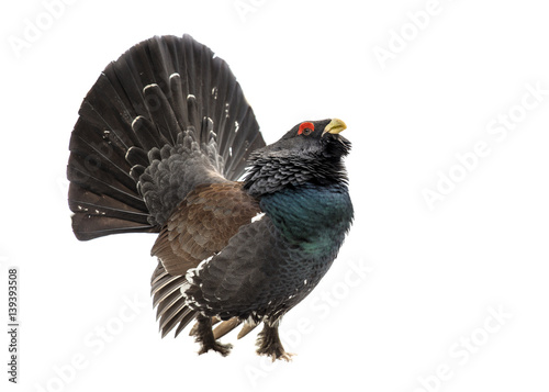 Leinwand Poster Western capercaillie wood grouse on white background