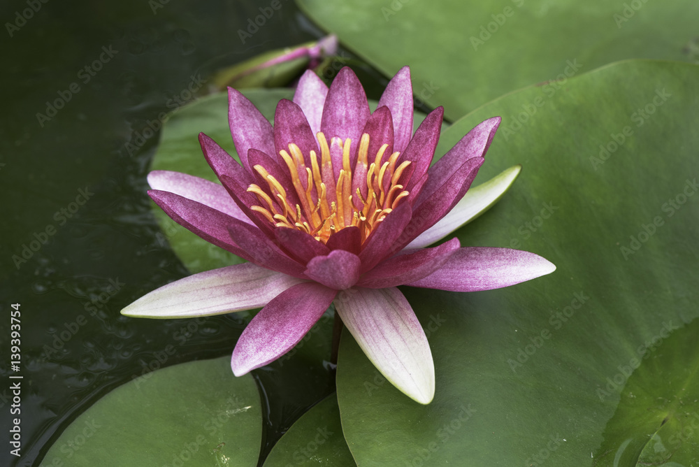 Lotus Stock-Foto | Adobe Stock
