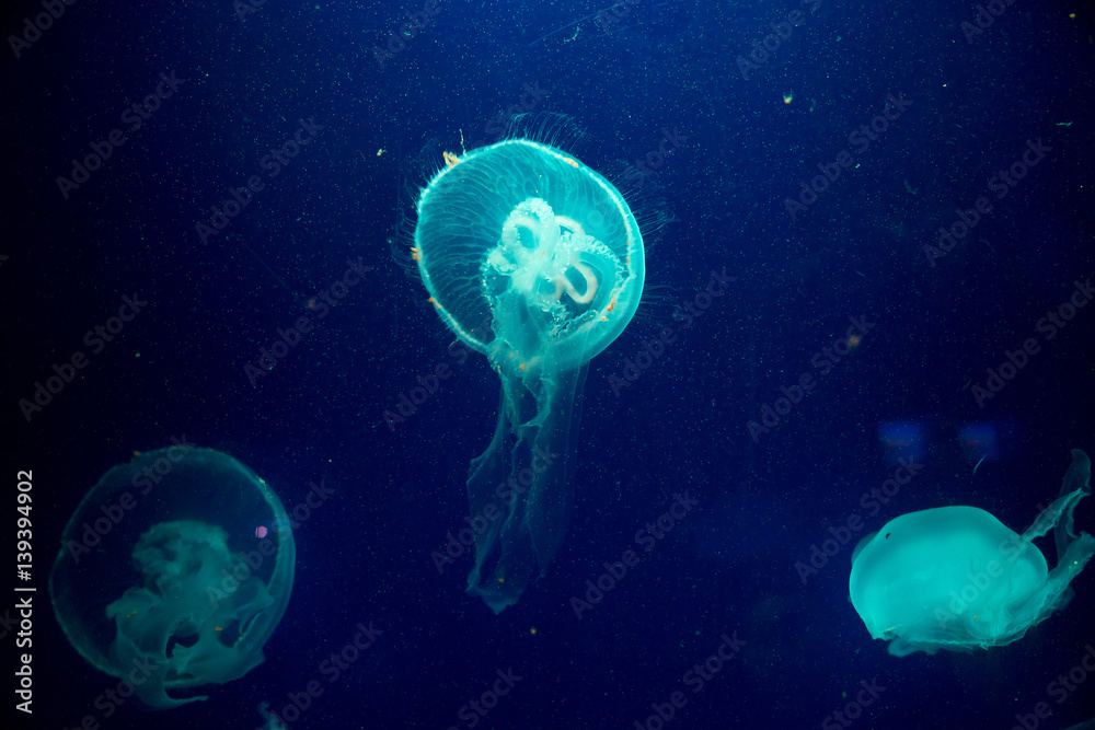 Moon jelly fish in aquarium Moon jelly fish in aquarium