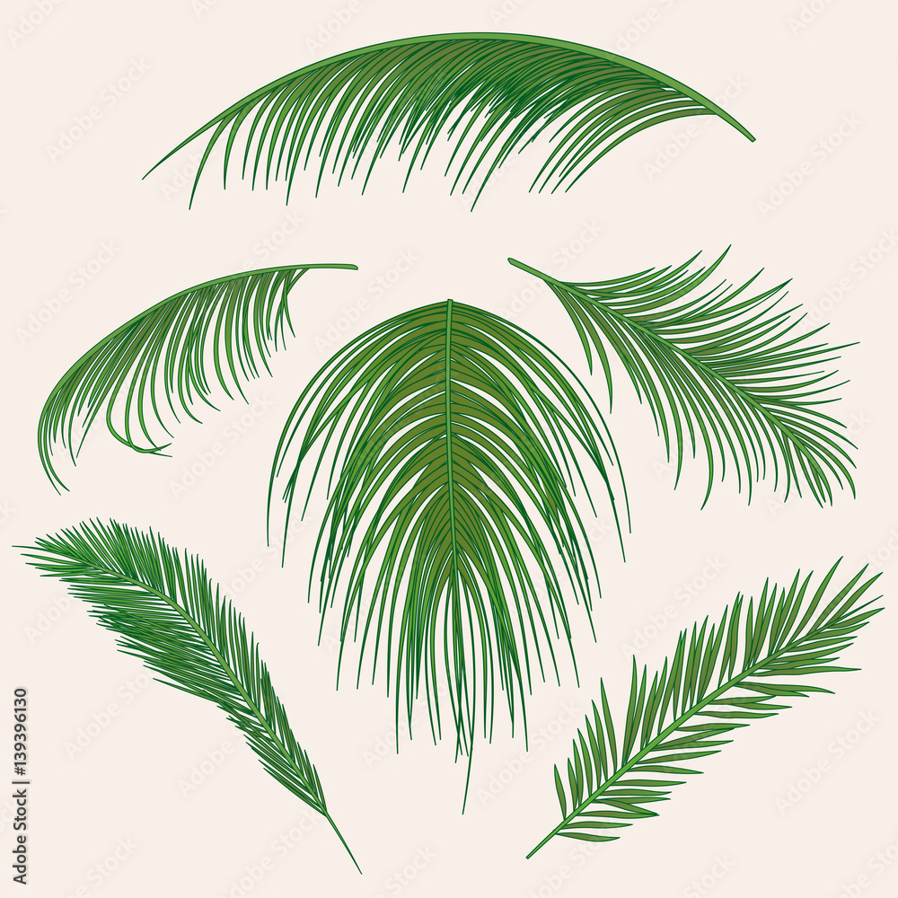 Vector palm leaves, jungle leaf set isolated on white background. Tropical botanical illustrations, green foliage, floral elements.