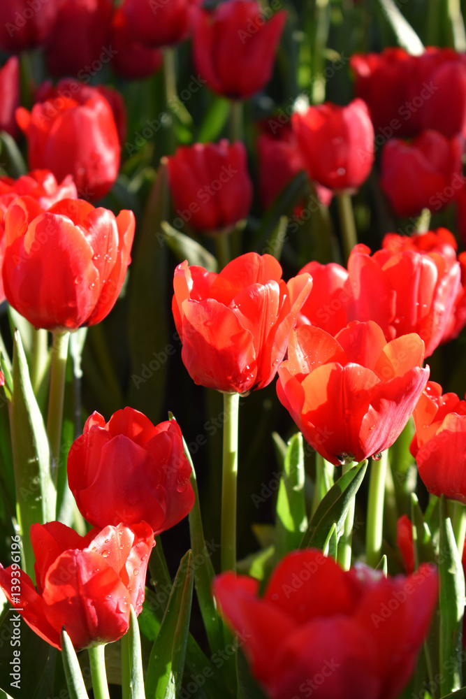 The red Tulip in the morning sunlight