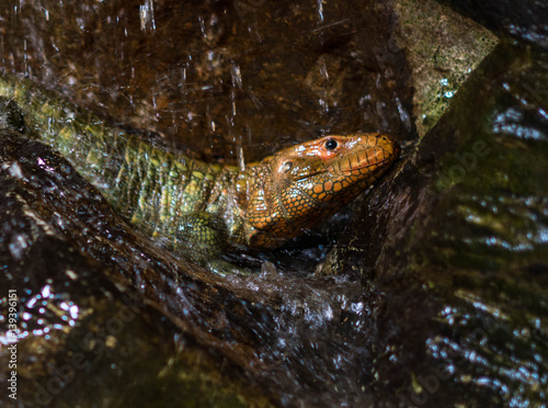 Lizard takes shower Orange Green Scales