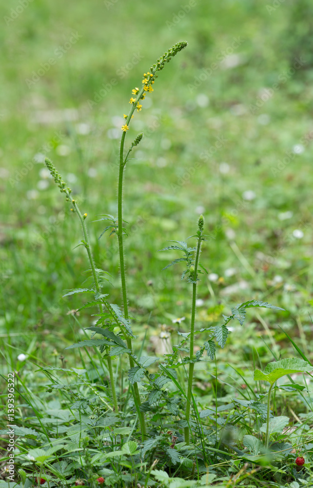Blooming common agrimony, Agrimonia eupatoria Blooming common agrimony, Agrimonia eupatoria