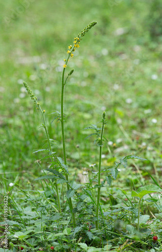 Blooming common agrimony, Agrimonia eupatoria