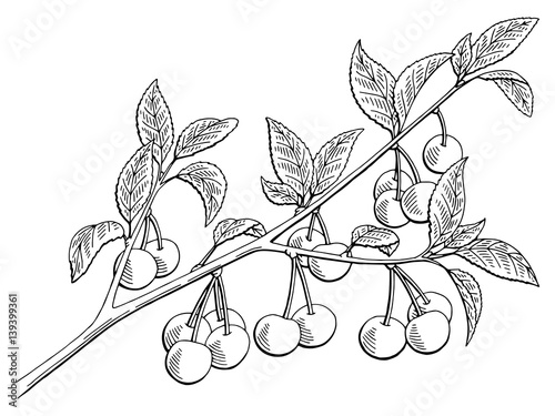 Cherry graphic branch black white isolated sketch illustration vector