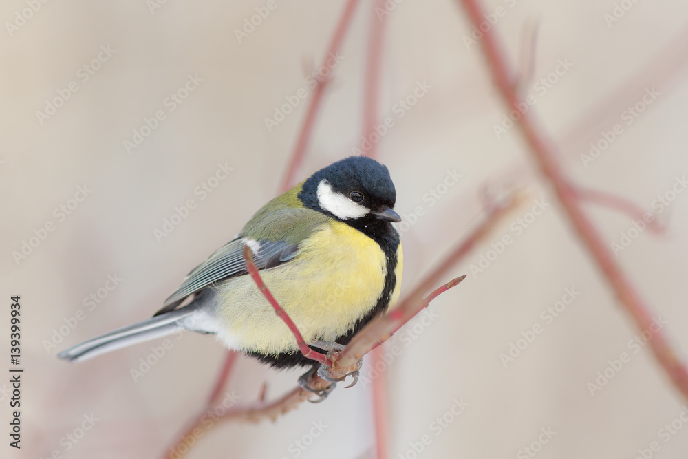 Portrait of a titmouse