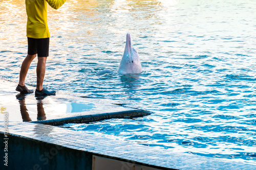 Dolphin in pool with trainer. Show at zoo.