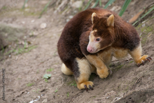 Tree Kangaroo Endemic Native Australian Endangered Animal photo