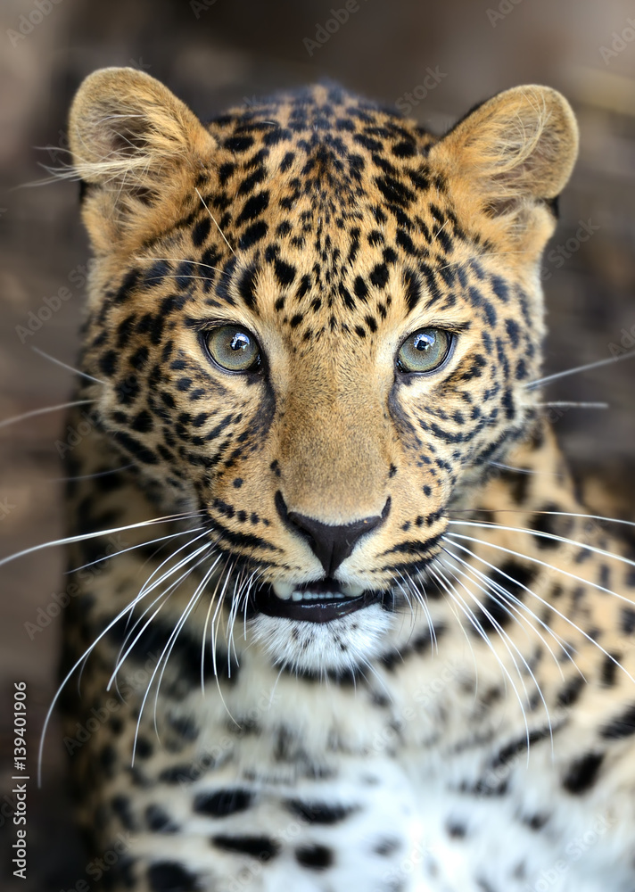 Obraz premium Portret lamparta