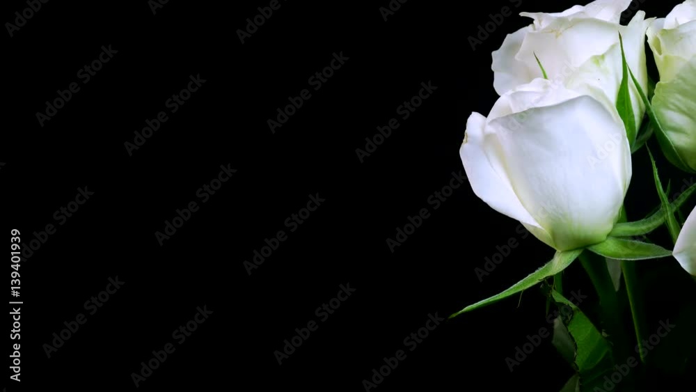 Time-lapse of white roses blooming. Studio shot over black. Time-lapse of white roses blooming. Studio shot over black.