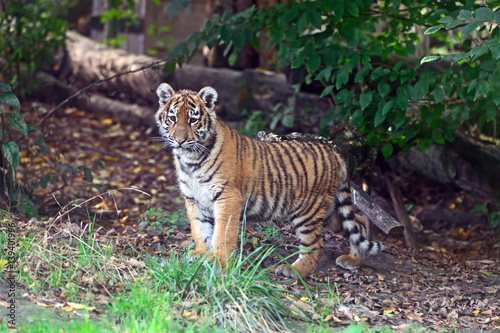 Cute little Tiger