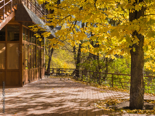 autumn yellow tree in the front yard