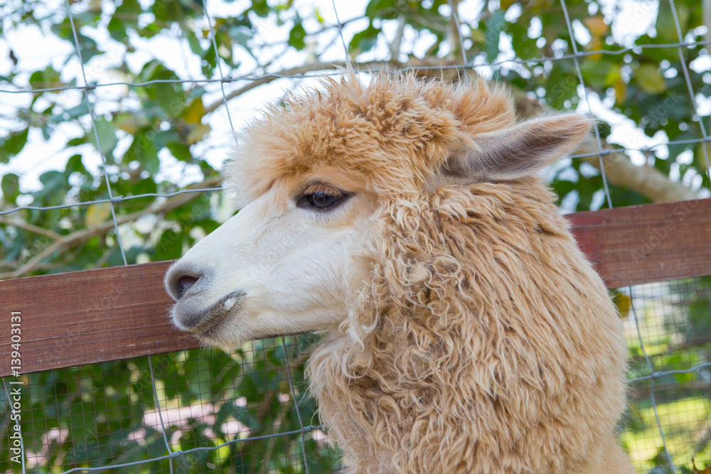 Alpaca looking forward