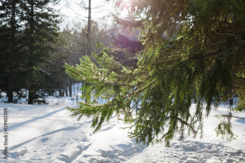 Green branches of spruce tree. Snow covered sunlit fresh green spruce tree branches and needles. photo