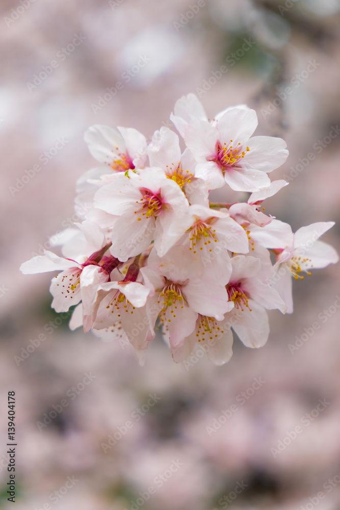 Soft tone of sakura or cherry blossom flower full bloom in spring season. Soft tone of sakura or cherry blossom flower full bloom in spring season.