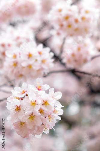 Soft tone of sakura or cherry blossom flower full bloom in spring season.