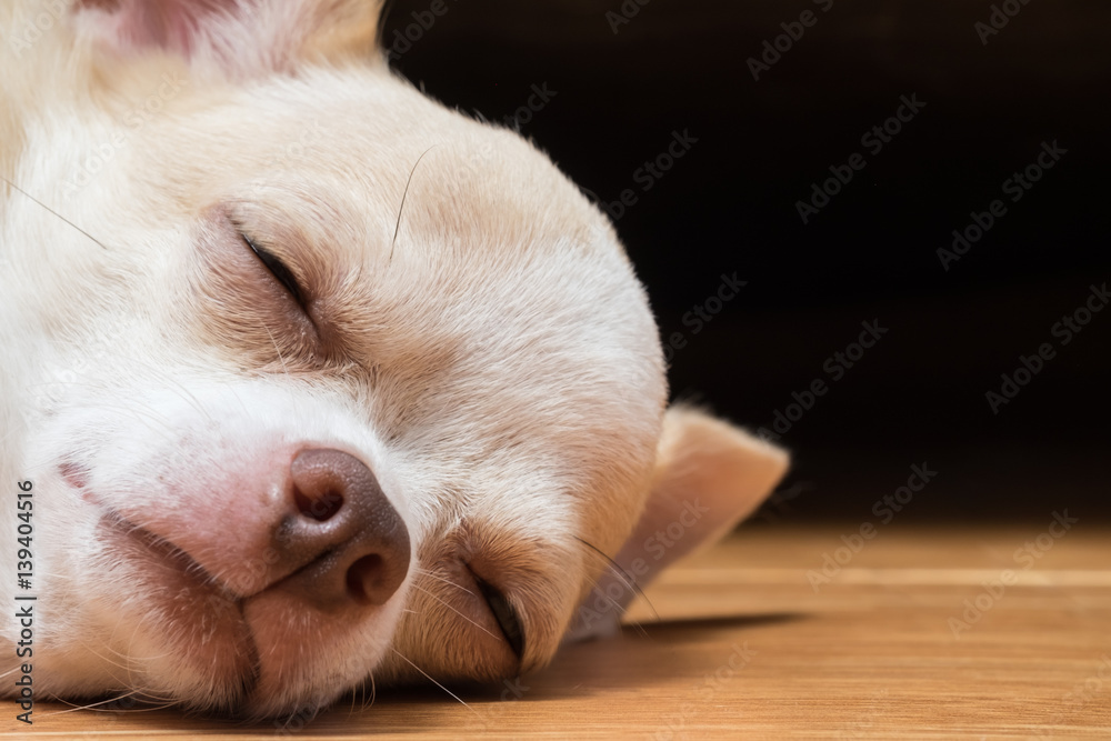 Sleepy cute chihuahua lay on floor. Short hair chihuahua dog. Male whit and brown color chihuahua puppy.