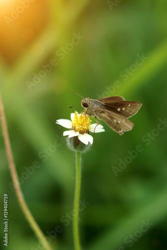 Small butterfly and flower grss in the garden.
