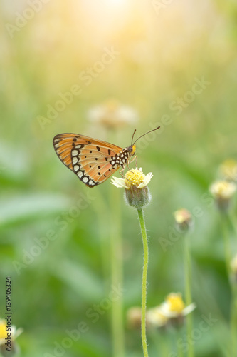 Closeup orange butterfly