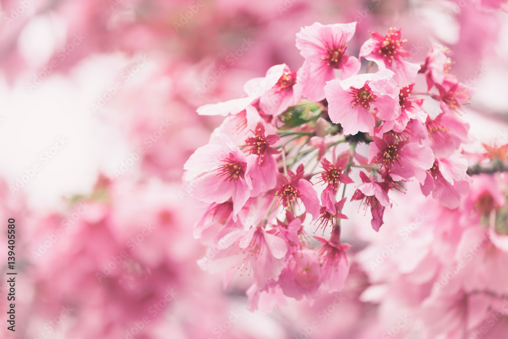 Sakura or cherry blossom flower full bloom in blue sky spring season. Vintage filte. Sakura or cherry blossom flower full bloom in blue sky spring season. Vintage filte.