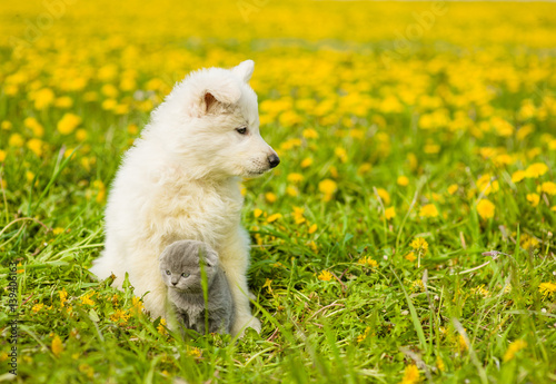 Cute puppy hugging a kitten on a dandelion field