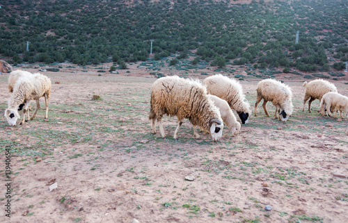 Neglected, dirty sheep grazing in the rocky mountains, Atlas, Morocco