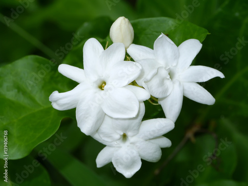 Jasmine flower in the garden.