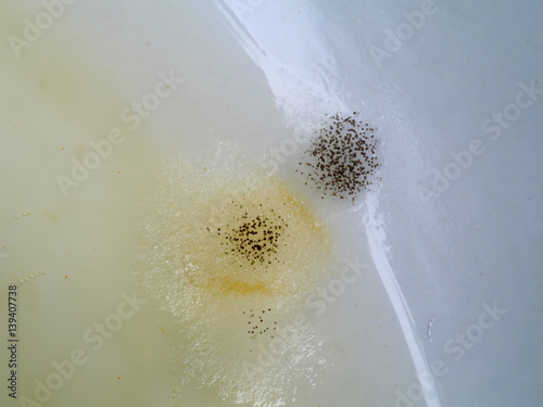 Mold on food. photo