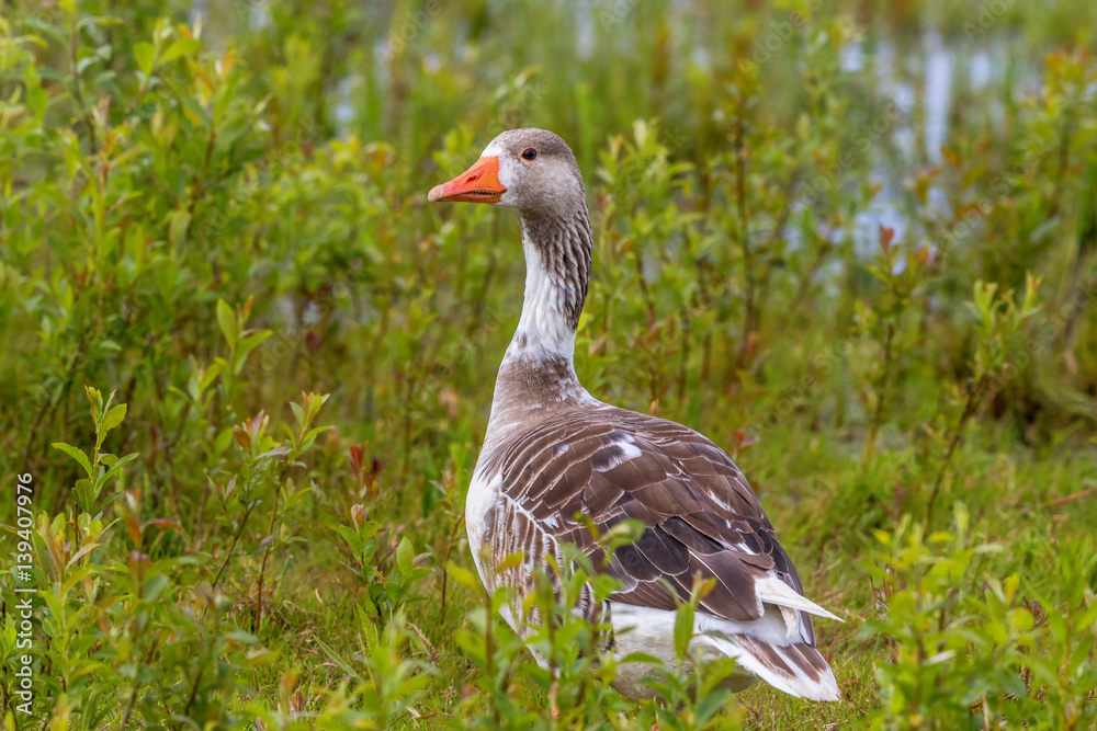 Hybridized goose in a meadow at the beach Hybridized goose in a meadow at the beach