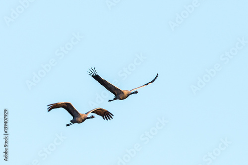 Flying cranes in spring