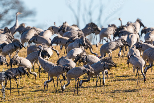 Flock of cranes in the field