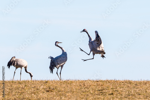 Dancing Crane in the spring against the sky