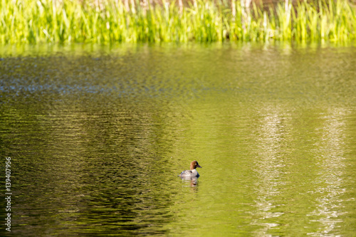 Goldeneye female swimming in a lake