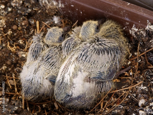 growth of pigeon's nestings