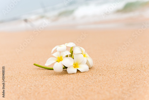 White Plumeria (frangipani) flower on sunny beach sand.