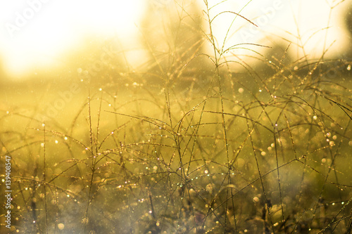 Drop dew and wild grass in the sunrise.