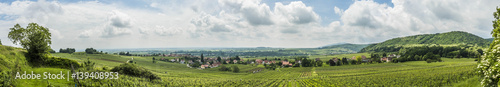 vineyard landscape in region Alsace near village of Barr