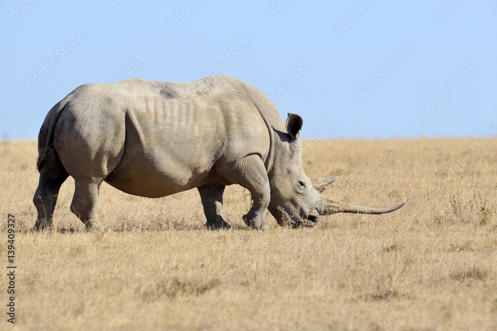 Fototapeta premium African white rhino