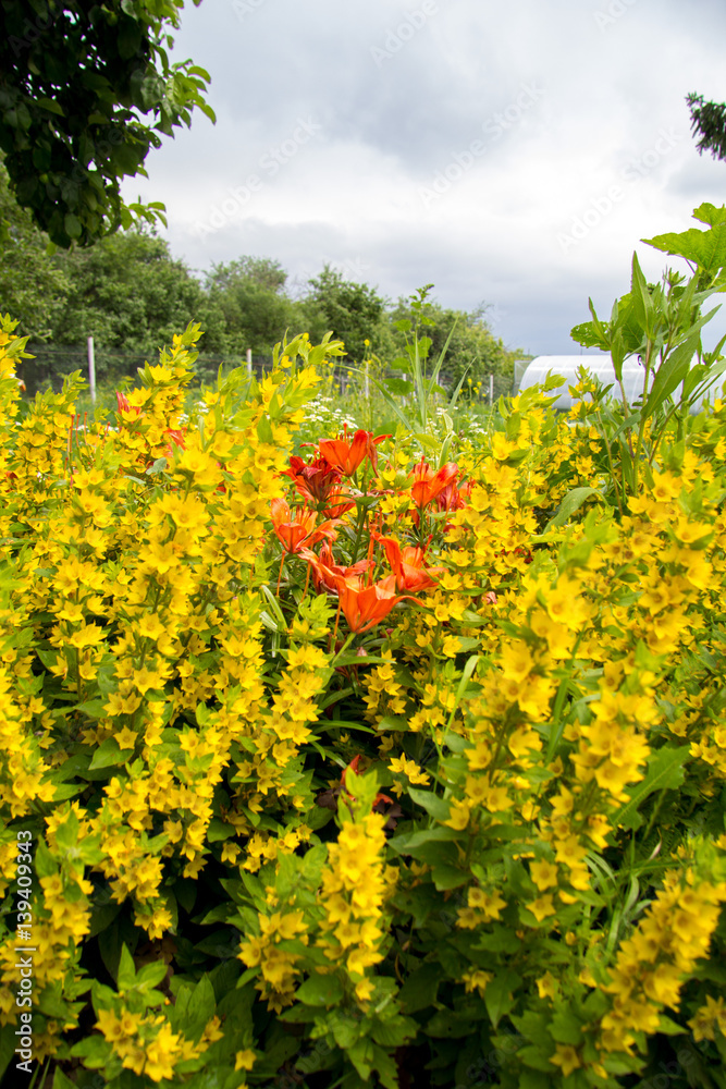 Obraz premium Blossoming summer meadow
