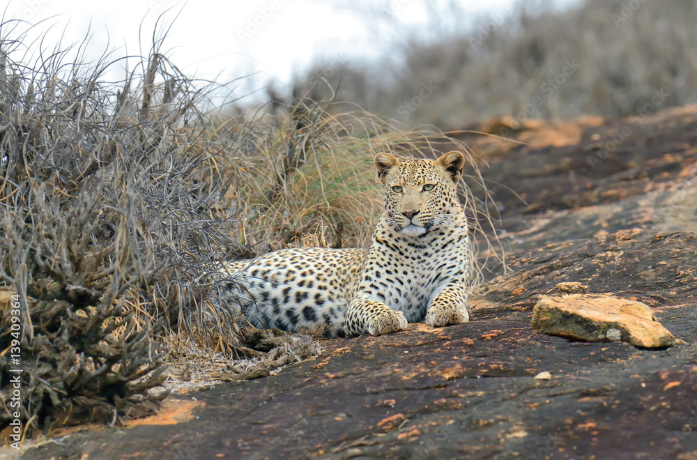Obraz premium Leopard in National park of Kenya