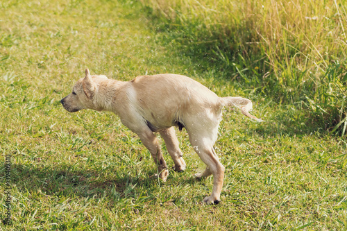 A series of images of a white labrador retriever puppy shaking water of him, with a grassy background. © Barbara