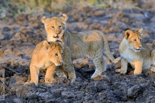 Fototapeta Naklejka Na Ścianę i Meble -  African lion cub
