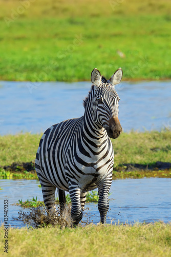 Zebra on grassland in Africa