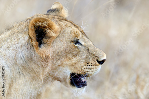 Lion in National park of Kenya