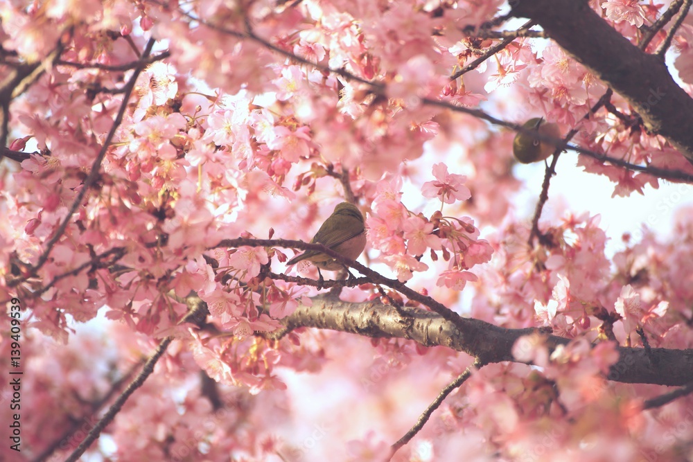 Fototapeta premium 河津桜とメジロ