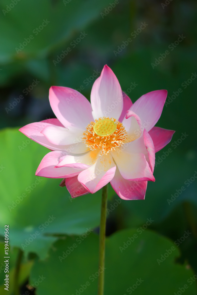 Beautiful lotus in the garden