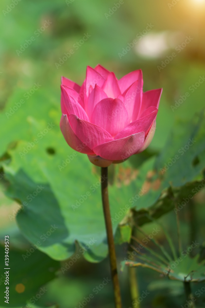 Beautiful lotus in the garden with sunlight. Beautiful lotus in the garden with sunlight.