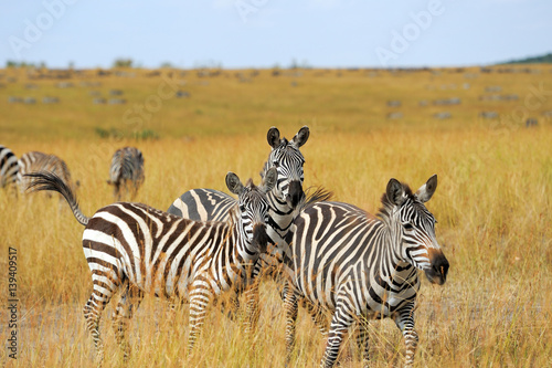 Zebra on grassland in Africa