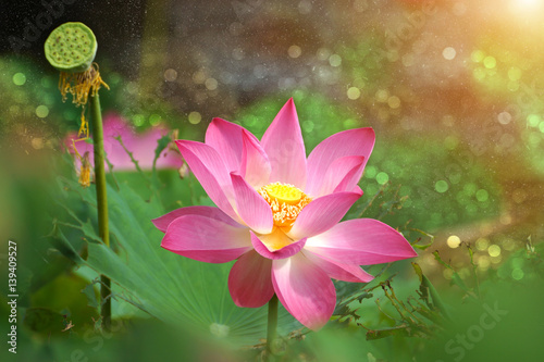 Beautiful lotus in the garden with sunlight.