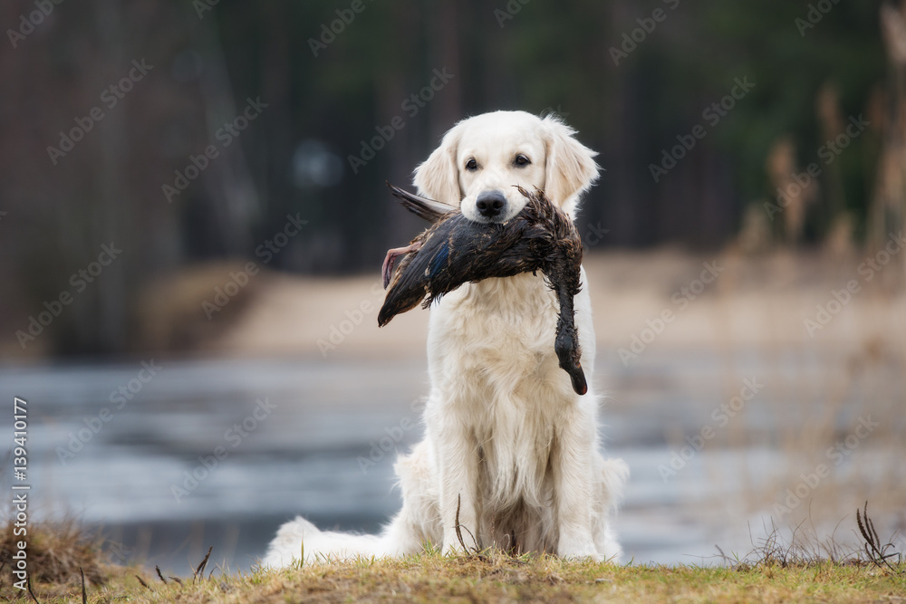 Golden retriever and duck sales